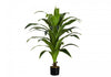 Dracaena Tree 47