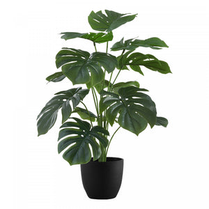 Monstera 24