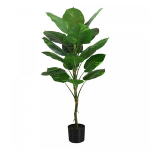 Dieffenbachia Tree 54