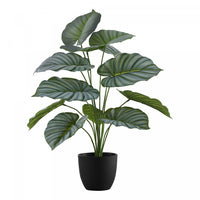 Calathea 24