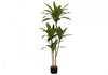 Dracaena Tree 51