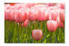 A Field Of Pink Tulips 28x42 Wall Art Frame And Fabric Panel