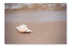 Seashell on Sy Beach 28x42 Wall Art Fabric Panel Without Frame