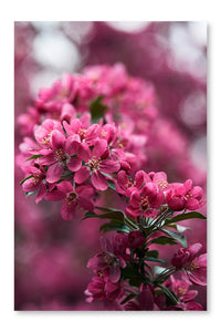 Close-up Shot of Beautiful Pink Cherry Blossom 16x24 Wall Art Fabric Panel Without Frame