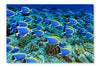 Surgeonfish 24x36 Wall Art Fabric Panel Without Frame