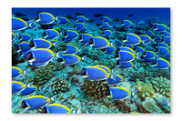 Surgeonfish 24x36 Wall Art Fabric Panel Without Frame