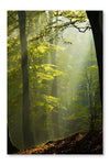 Autumn Forest in The Mist 24x36 Wall Art Fabric Panel Without Frame