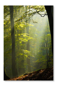 Autumn Forest in The Mist 24x36 Wall Art Fabric Panel Without Frame