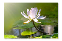 Water Lily Flower 24x36 Wall Art Fabric Panel Without Frame