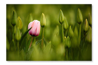 Pink Tulip Blooming 24x36 Wall Art Fabric Panel Without Frame