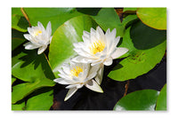 Water Lily 16x24 Wall Art Fabric Panel Without Frame