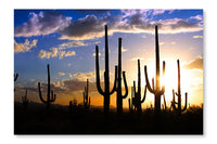 Saguaro National Park 16x24 Wall Art Fabric Panel Without Frame