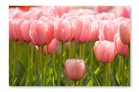 A Field of Pink Tulips 28x42 Wall Art Fabric Panel Without Frame