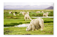 Alpacas, Peru 28x42 Wall Art Fabric Panel Without Frame