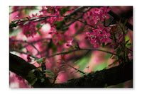 Close-up Shot Of Beautiful Pink Cherry Blossom 2 24x36 Wall Art Frame And Fabric Panel