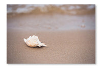 Seashell on Sy Beach 16x24 Wall Art Fabric Panel Without Frame